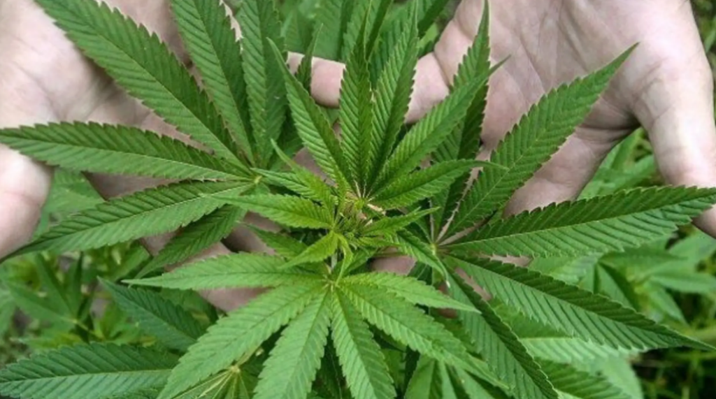 marihuana---