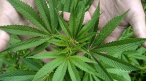 marihuana---