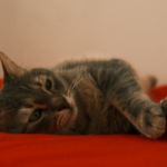 Museo del Gato en CDMX: lugar, fecha y lo que debes saber