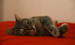 museodegato--