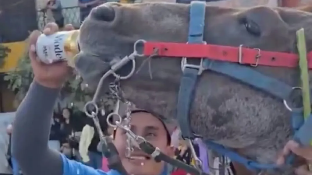 caballo--