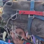 Investigan a sujeto que dio cerveza a un caballo en Puebla