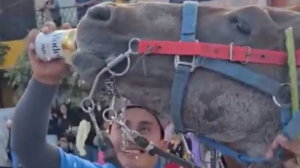 caballo--