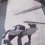 Hombre empuja a adulto mayor y cae hacia a las ruedas de tráiler en Monterrey